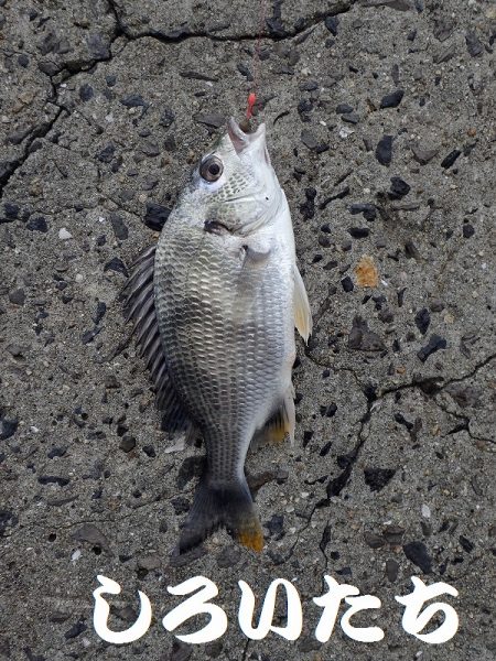カレイを狙いましたが。