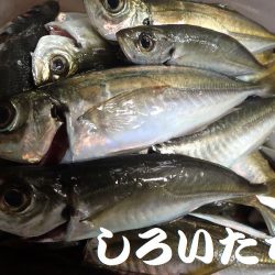 日本海のアジを確保しに遠征！