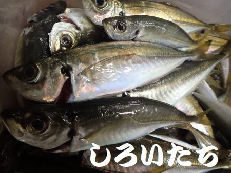 日本海のアジを確保しに遠征！