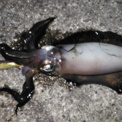 養老フィーバー