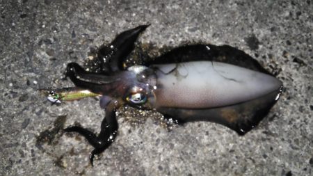 養老フィーバー