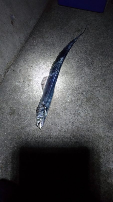 極寒の太刀魚釣り