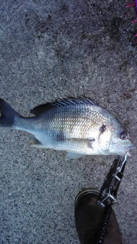 ルアーでキビレ　タチウオ地合い短め