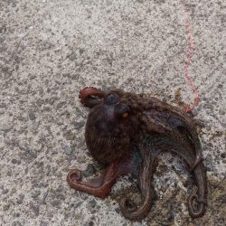 鳴門でオクトパッシング