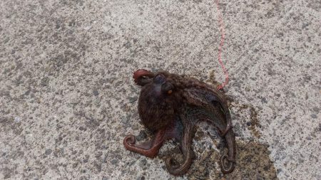 鳴門でオクトパッシング