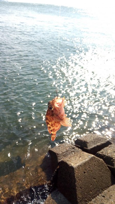 紀州釣り in 高砂