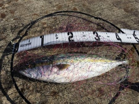 大阪岸和田忠岡の貯木場でヘチ釣り後にショア…