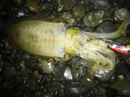石津浜アオリイカ好調！太刀魚もまだまだボウ…