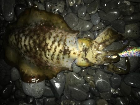 石津浜でアオリイカ　各地で青物もまわり出し…