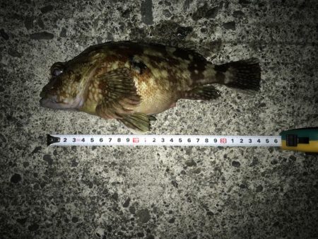 エギングでタコ、カサゴ、湾内ではカマス