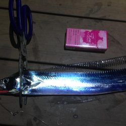 太刀魚連日釣果！エギングではアオリイカも