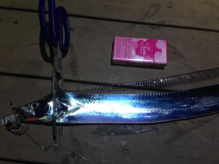太刀魚連日釣果！エギングではアオリイカも