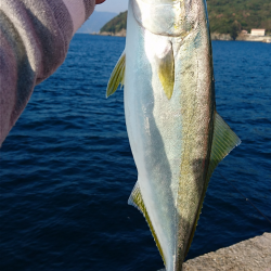 沼島でかご釣り