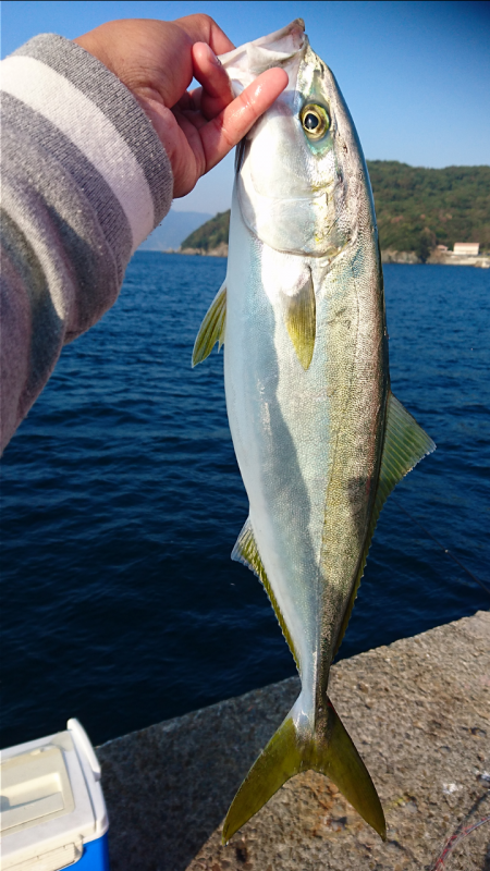 沼島でかご釣り