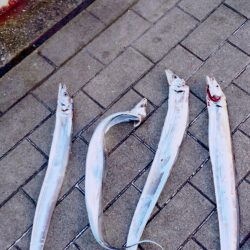 １週間ぶりにシーサイドコスモ