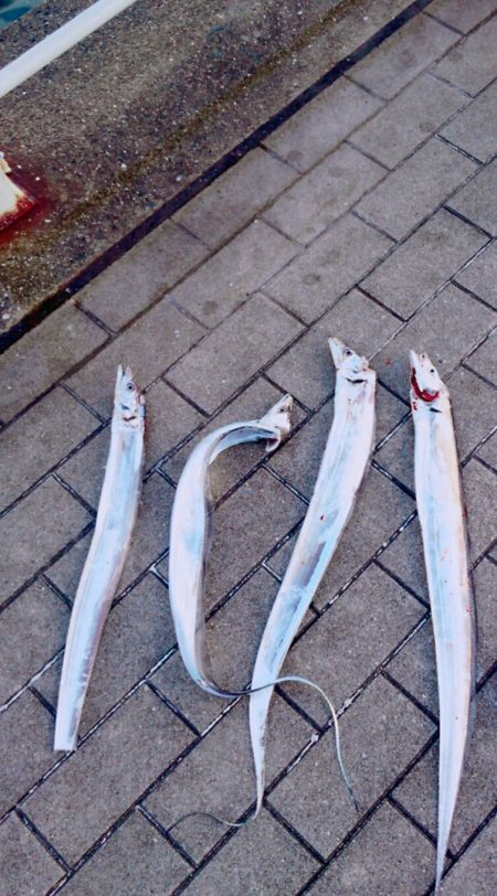 １週間ぶりにシーサイドコスモ