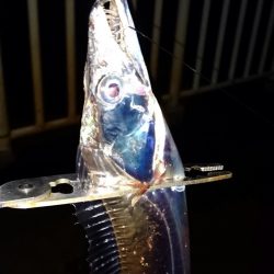 ◯タチウオと何これ！？