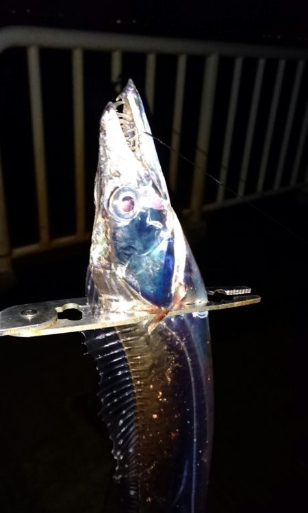 ◯タチウオと何これ！？