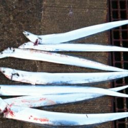 毎日タチウオ！