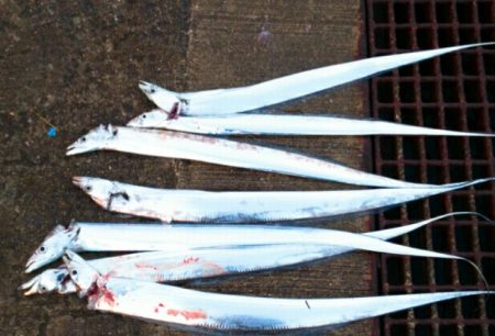 毎日タチウオ！