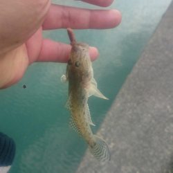 尺ハゼを求めて