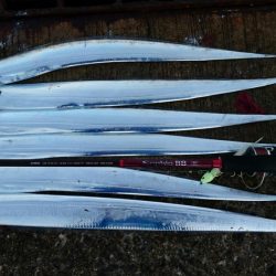 タチウオまだまだ好調持続中!