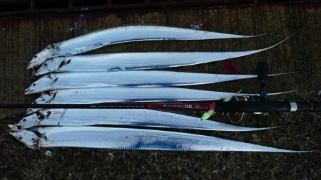 タチウオまだまだ好調持続中！