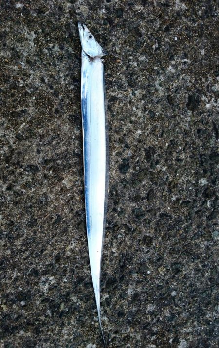 ◯なんとか１匹