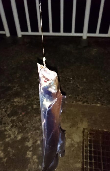 ◯タチウオ２匹