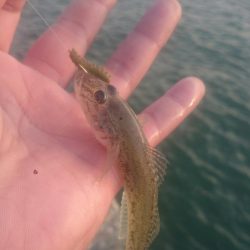 尺ハゼは何処に