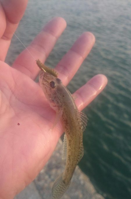 尺ハゼは何処に