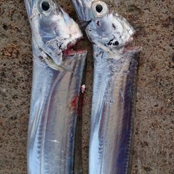 タチウオ渋いし小さい