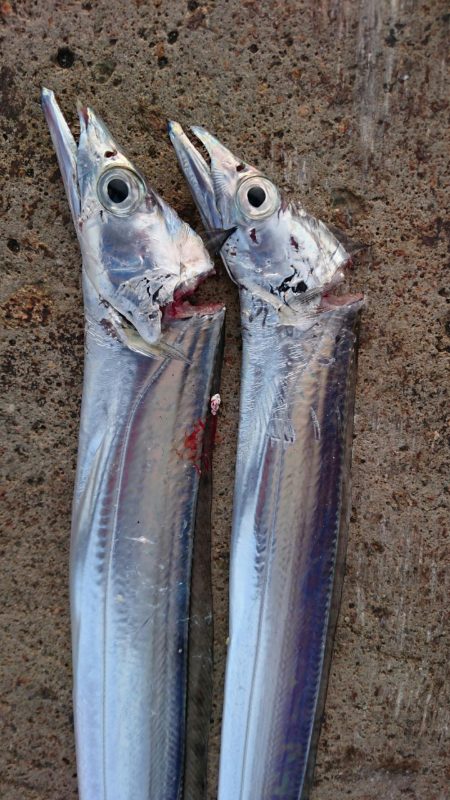 タチウオ渋いし小さい