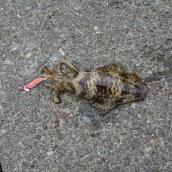 どうにか釣れました。