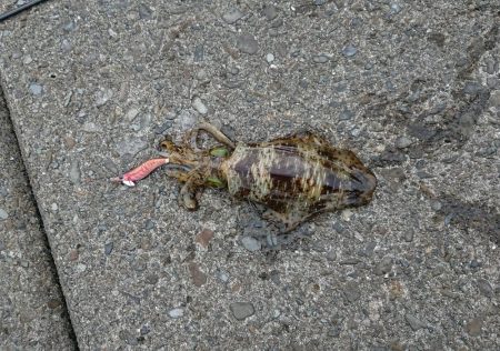 どうにか釣れました。