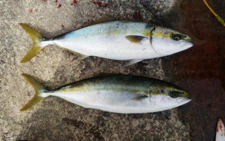 やっぱりハマチ