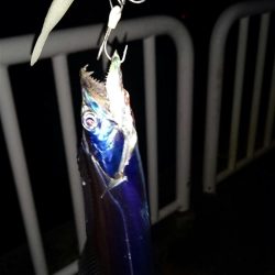 ◯タチウオこのまま終了か！？