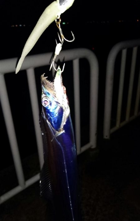 ◯タチウオこのまま終了か！？