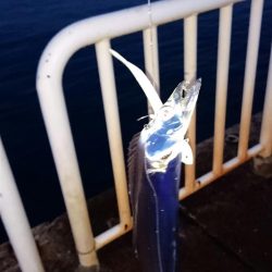 ◯タチウオどこへ!?