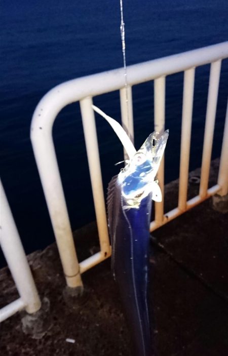 ◯タチウオどこへ！？