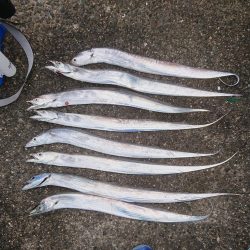 朝マズメの時合