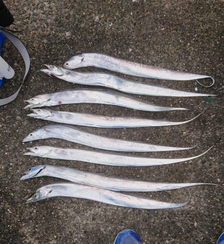 朝マズメの時合