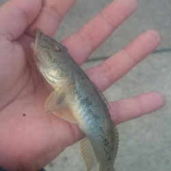 無念!!尺ハゼ捕獲ならず!!