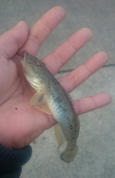 無念!!尺ハゼ捕獲ならず!!