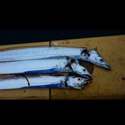 ◯湾奥タチウオ