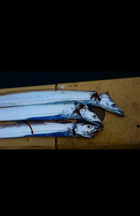 ◯湾奥タチウオ