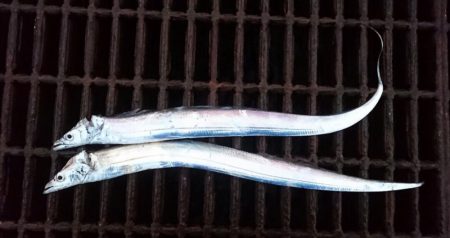 ◯タチウオ２匹