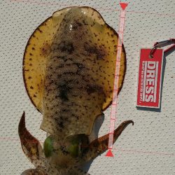 ボートエギング