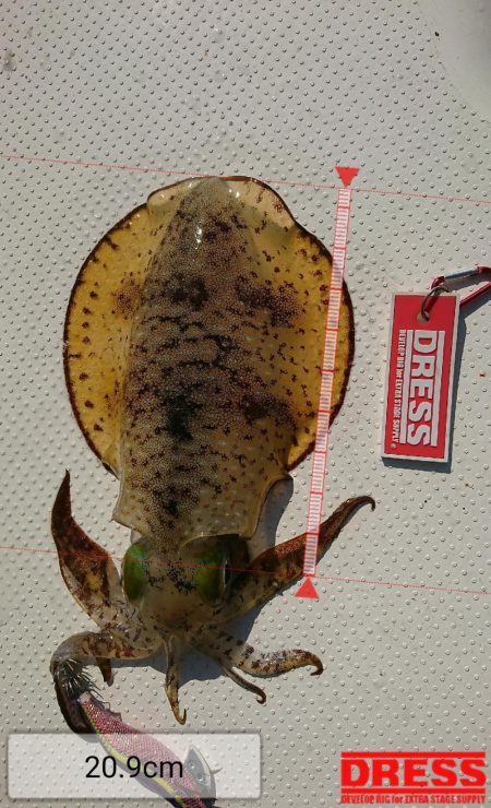 ボートエギング