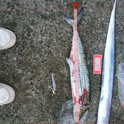 下り坂のタチウオと初サゴシ